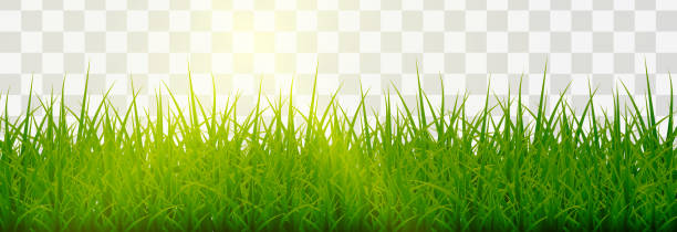 bildbanksillustrationer, clip art samt tecknat material och ikoner med vektorgräs, gräsmatta. gräs png, gräsmatta png. ungt grönt gräs med solbländning. - ukraine grass