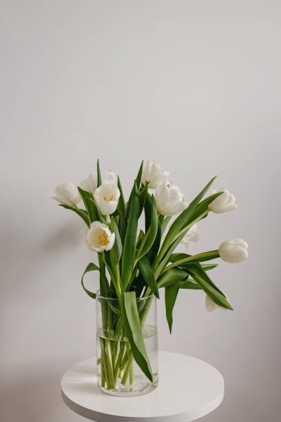 istock White tulips in a glass vase on a white table. 1302611736