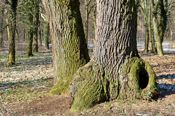 Large oak trees in the woods winter time