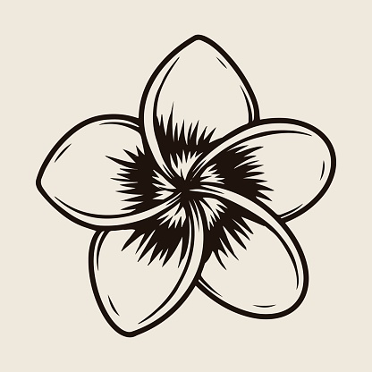 Beautiful plumeria flower template in vintage monochrome style isolated vector illustration