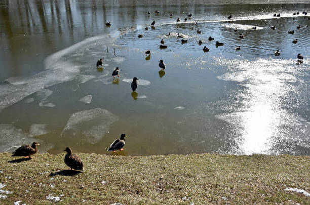 istock Wild ducks at the lake in winter time 1302613178