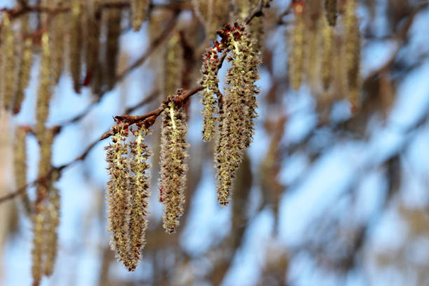 istock Aspen catkins on a branch close up 1302614168