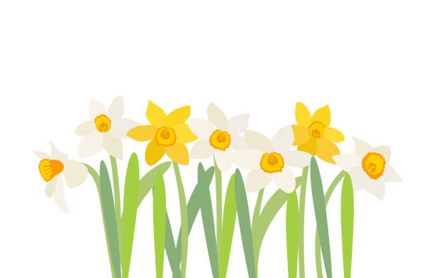 ilustraciones, imágenes clip art, dibujos animados e iconos de stock de fondo natural con flor de narciso y espacio de copia. ilustración vectorial eps10 - daffodil