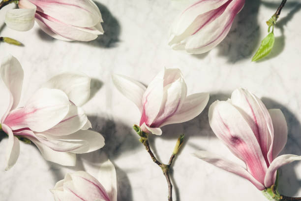 istock Beautiful pink magnolia flowers on white marble table. Top view. flat lay. Spring minimal concept. 1302614965