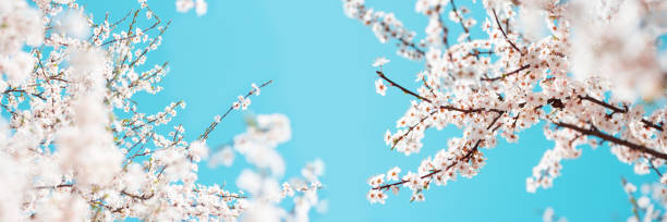 istock Banner 3:1. White cherry blossom sakura in spring time against blue sky. Nature background. Soft focus 1302615026