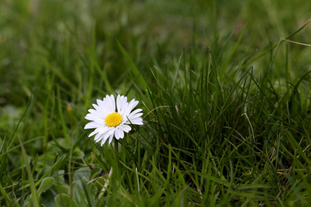 istock Daisy flower in green grass, floral background 1302615785