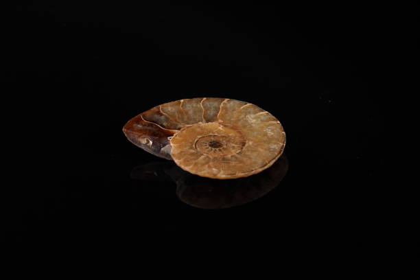 istock Ammonite fossil embedded on black glass background. 1302615959