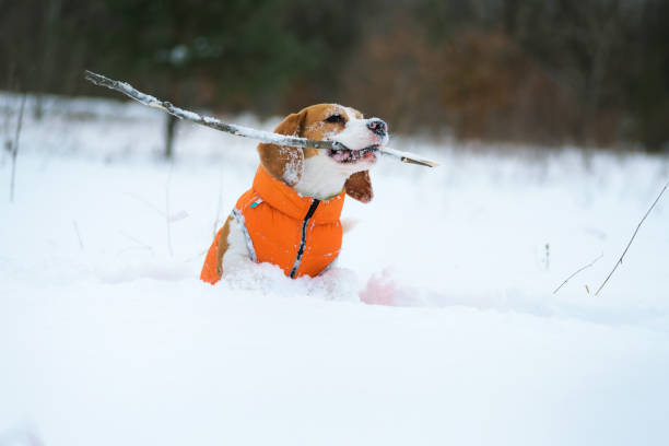 istock Dog fetching stick in deep snow 1302616538