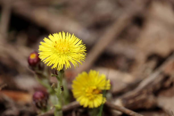 Coltsfoot, medicinal herb, flower in spring in a German forest