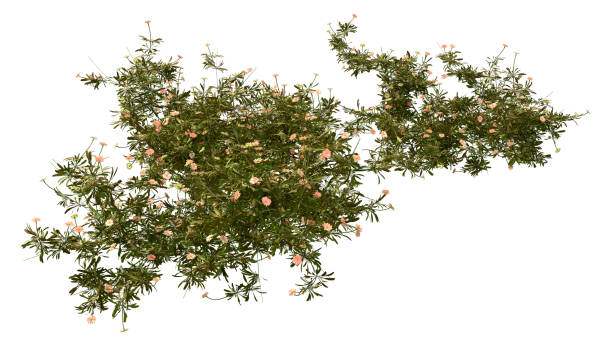 istock 3D illustration daisy flowers on white 1302618442