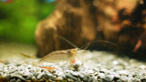istock Amano shrimps eating dead neon fish. 1302619992