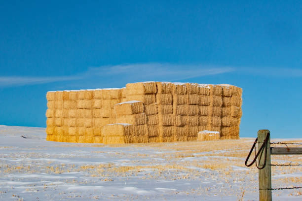 istock A stack of large square yellow straw bales during winter 1302622159