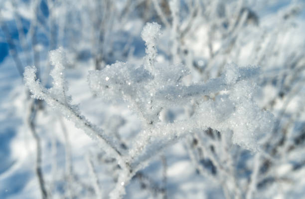 istock Beautiful winter grass in the other 1302622316