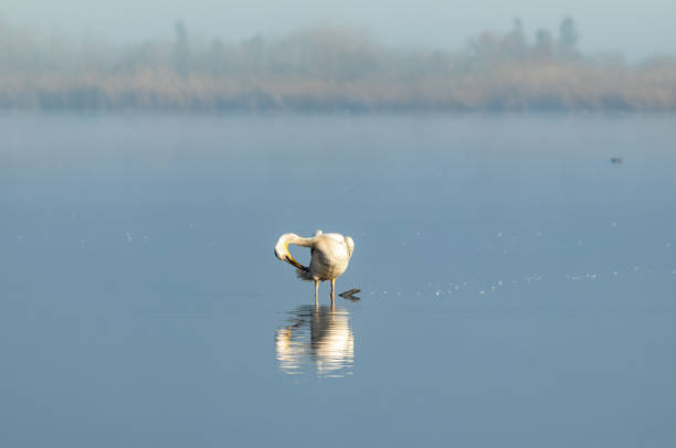 a lone  pelican stands in water on a foggy early winter morning in a nature reserve at lake hula in northern israel - pelican landing imagens e fotografias de stock