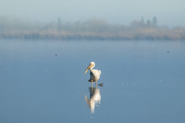 a lone  pelican stands in water on a foggy early winter morning in a nature reserve at lake hula in northern israel - pelican landing imagens e fotografias de stock