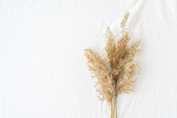 istock Dry reeds pampas grass background 1302624389
