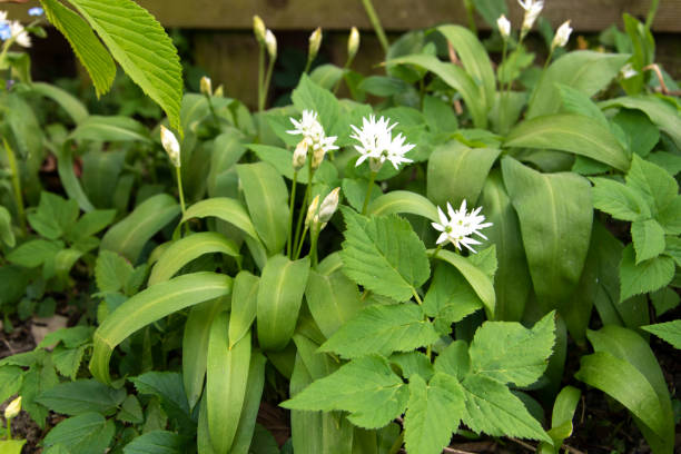 el ajo silvestre, allium ursinum, es una valiosa planta vegetal y medicinal silvestre. también se puede cultivar en el jardín. - herbal medicine nature ramson garlic fotografías e imágenes de stock