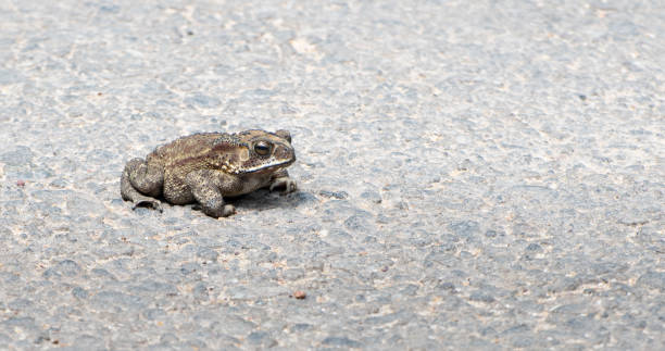 rospo brutto e grasso avvistato in mezzo alla strada in una giornata calda e soleggiata creando un'ombra nitida sotto il corpo morbido della rana, attraversando l'altro lato prima che il veicolo si imbatta. - common toad foto e immagini stock