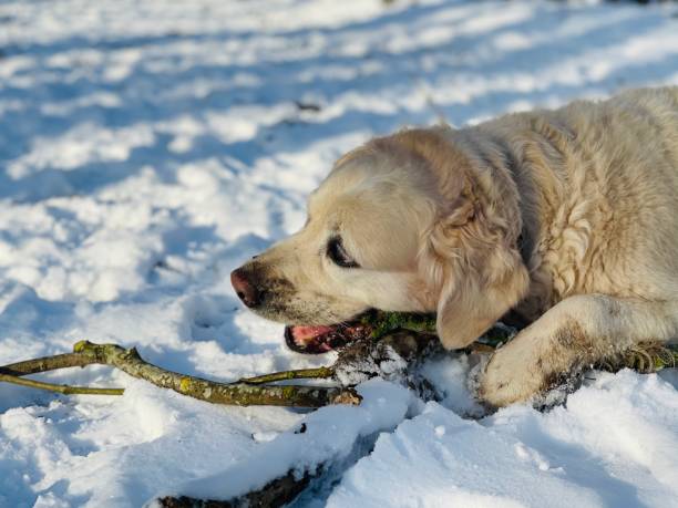 istock Golden retriever in de snow 1302625439
