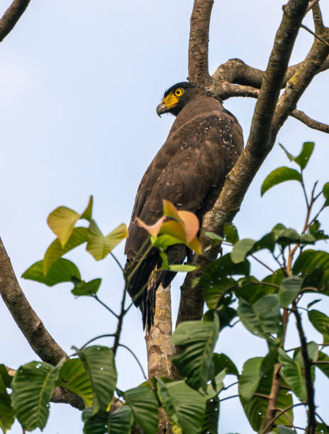 istock Crested serpent eagle Perched high up in a tree branch Resting and looking back. Watchful of the surroundings, Common eagle species found in the southern part of Sri Lanka. 1302625563