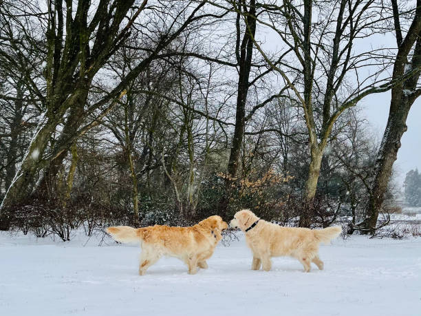 Two golden retrievers is together indoors against blue background.
