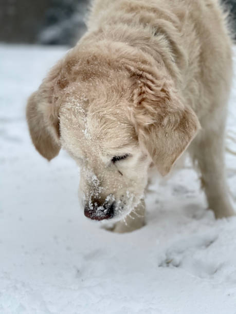 istock Golden retriever in de snow 1302625716