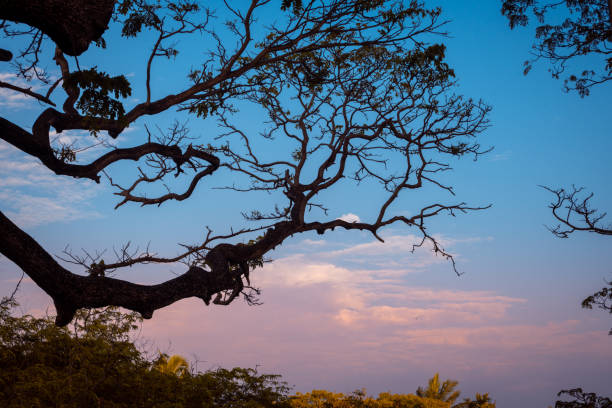 Silhouetted tree branch and beautiful evening clouds blue hour photograph. cool blue and purple tone the sky marks the end of a great day.