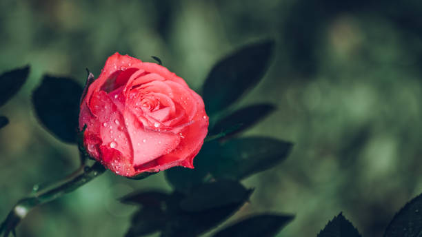 beautiful pink rose flower isolated in nature, morning sunlight hitting the flower and the dew droplets and glow. - pink rose flower color image imagens e fotografias de stock