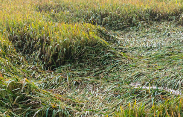 ein teil des paddy-feldes, das durch den starken regen und wind zerstört wurde, fallen reispflanzen zu boden. - crop damage stock-fotos und bilder