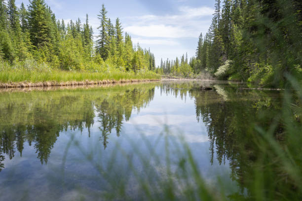 Nature scenery with lush green coniferous forest with calm river reflecting its surroundings