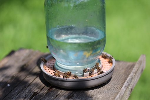 Drinking bowl for bees close-up.