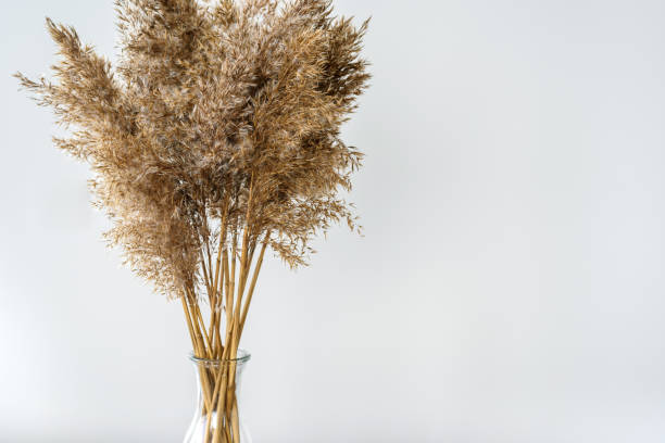 istock Dry reeds pampas grass in vase 1302627318