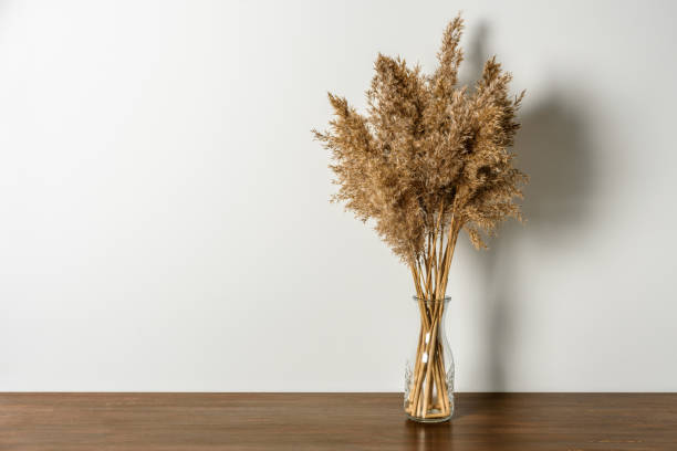 istock Dry reeds pampas grass in vase 1302627347