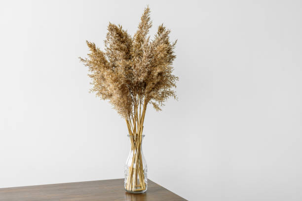istock Dry reeds pampas grass in vase 1302627384