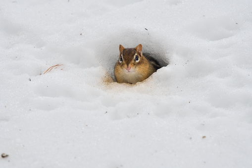 Eastern chipmunk peeking from its underground winter quarters in mid February. While not a true hibernator, this chipmunk, like the black bear, goes into winter sleep or torpor during the coldest months, waking periodically and perhaps venturing from its burrow or den. In Connecticut, where this photo was taken, chipmunks may stay hidden until well into spring.