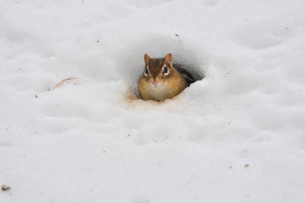 Eastern chipmunk peeking from its underground winter quarters Eastern chipmunk peeking from its underground winter quarters in mid February. While not a true hibernator, this chipmunk, like the black bear, goes into winter sleep or torpor during the coldest months, waking periodically and perhaps venturing from its burrow or den. In Connecticut, where this photo was taken, chipmunks may stay hidden until well into spring. hibernation stock pictures, royalty-free photos & images
