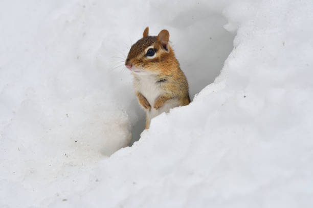 Photo of Eastern chipmunk emerging from winter quarters