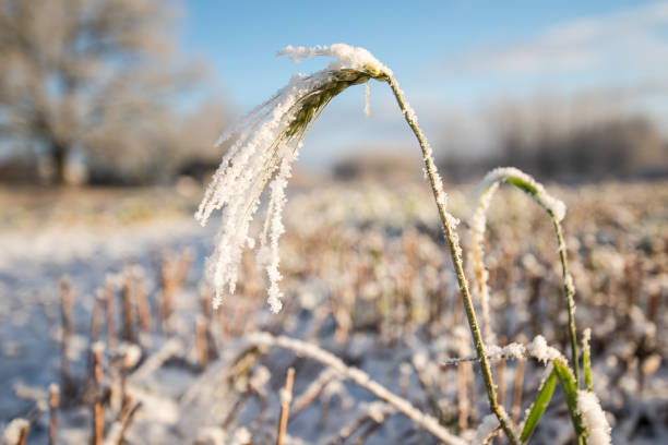 Spike of cereal in the frosty day Spike of cereal in the frosty day, Turlava, Latvia. winter rye stock pictures, royalty-free photos & images