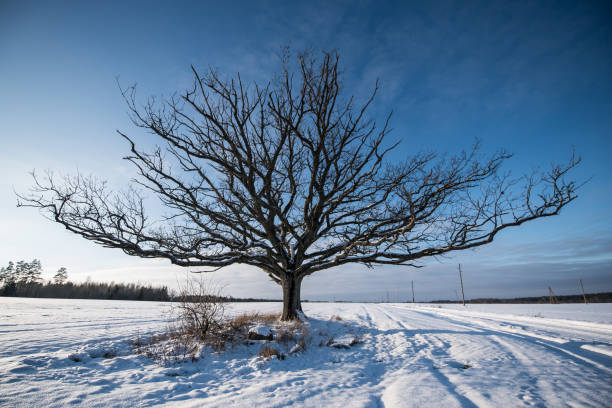 istock Wide branches oak tree in white snow field 1302628676