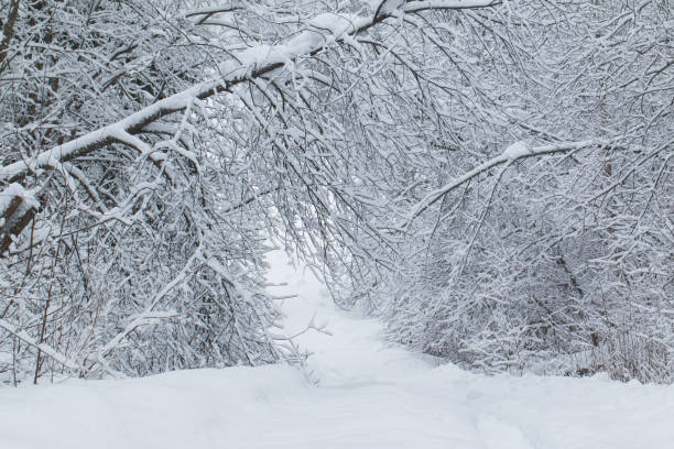 winter landscape stock photo