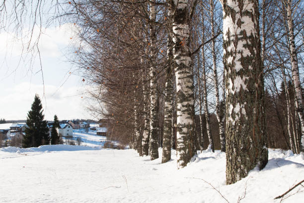 winter landscape stock photo