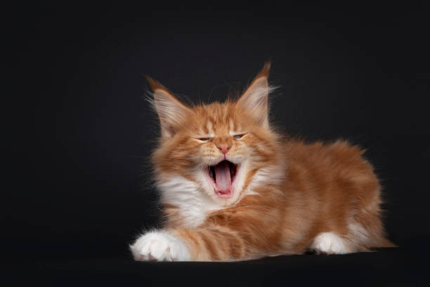 istock Red Maine Coon cat kitten on black 1302631222