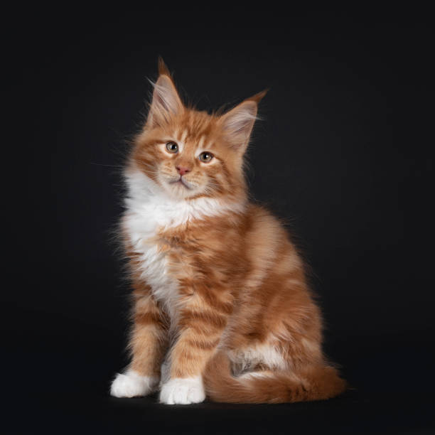 istock Red Maine Coon cat kitten on black 1302631290