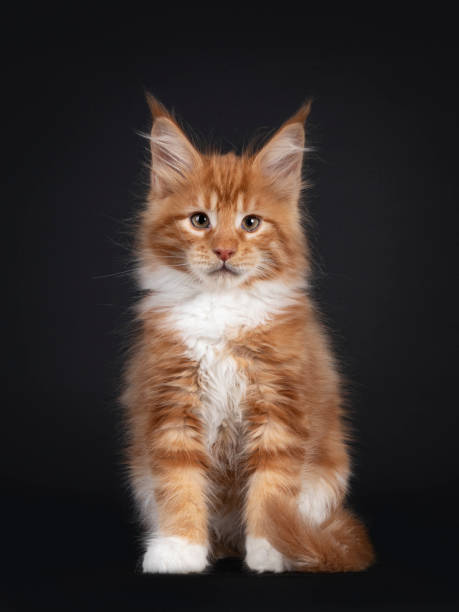 istock Red Maine Coon cat kitten on black 1302631324