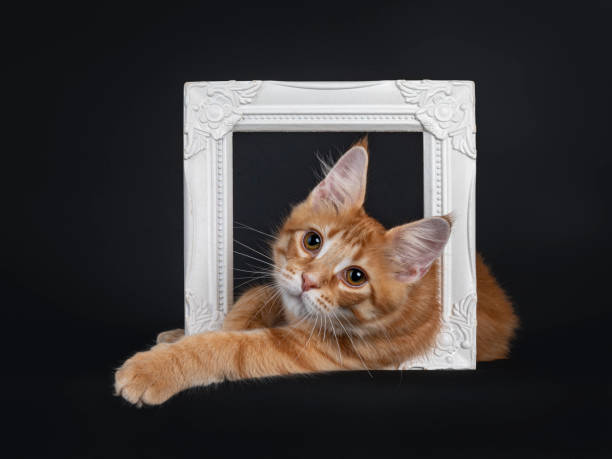 istock Red cat kitten on black background 1302631523