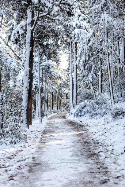 istock Winter park hiking trail under snow 1302631763