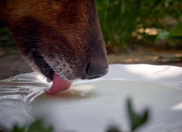 istock Dog drink milk from a plate. 1302632872