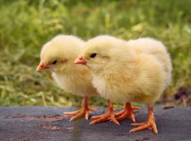 istock Cute little newborn chicken. 1302632967