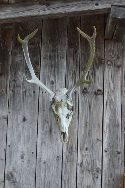 istock deer antlers as hunting trophy 1302633090