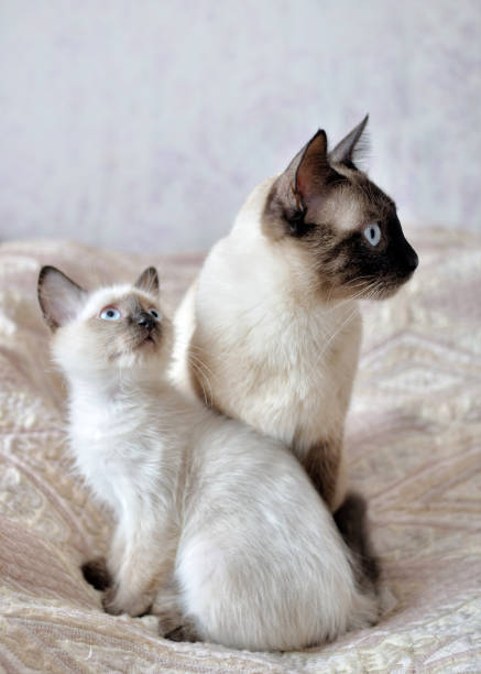 a Siamese cat and its kitten look in the same direction.